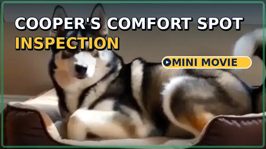 Cooper resting in his inspected comfort bed with his complete face and body visible