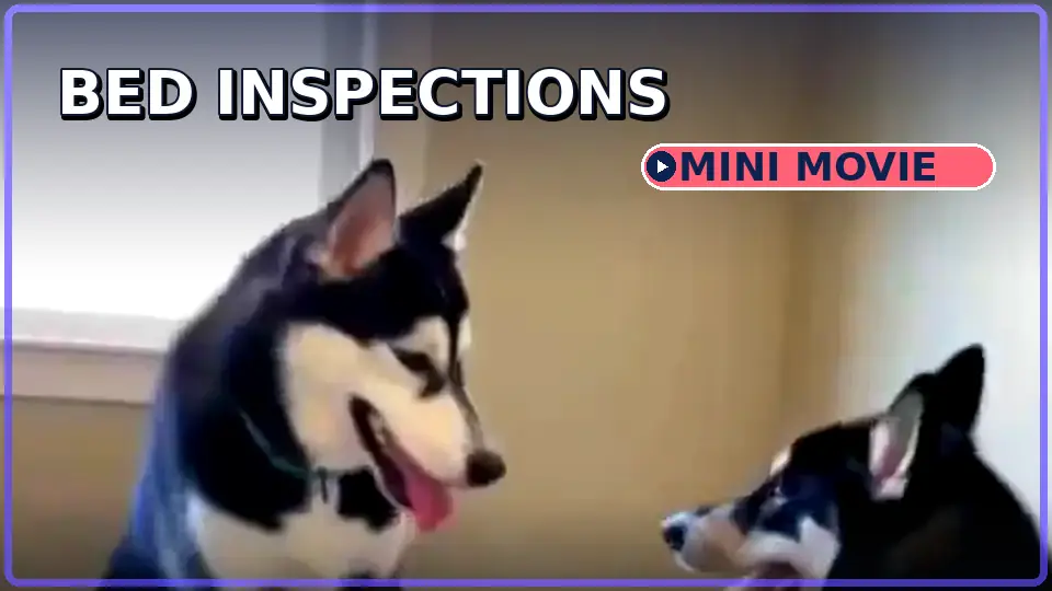 Cooper and Kobe together on a dog bed during the Bed Inspections mini movie