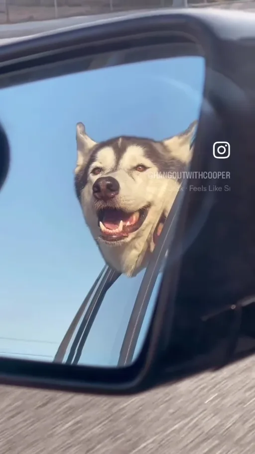 Cooper smiling with his head out the car window, reflected in the side mirror